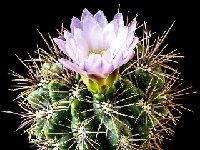 Gymnocalycium horridispinum ssp achirasense v chacrasense JJHoudré.jpg